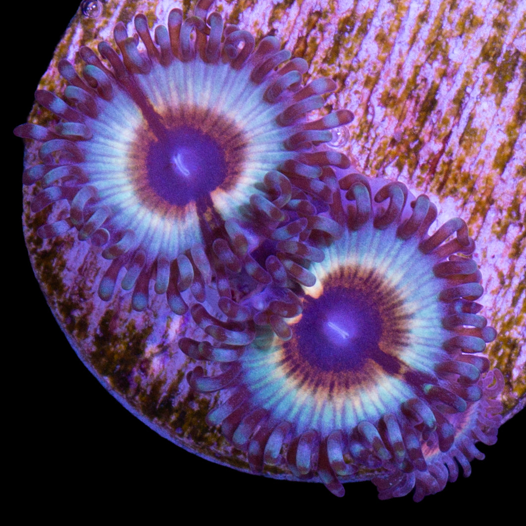 Vivid's Sonic Flare Zoanthids