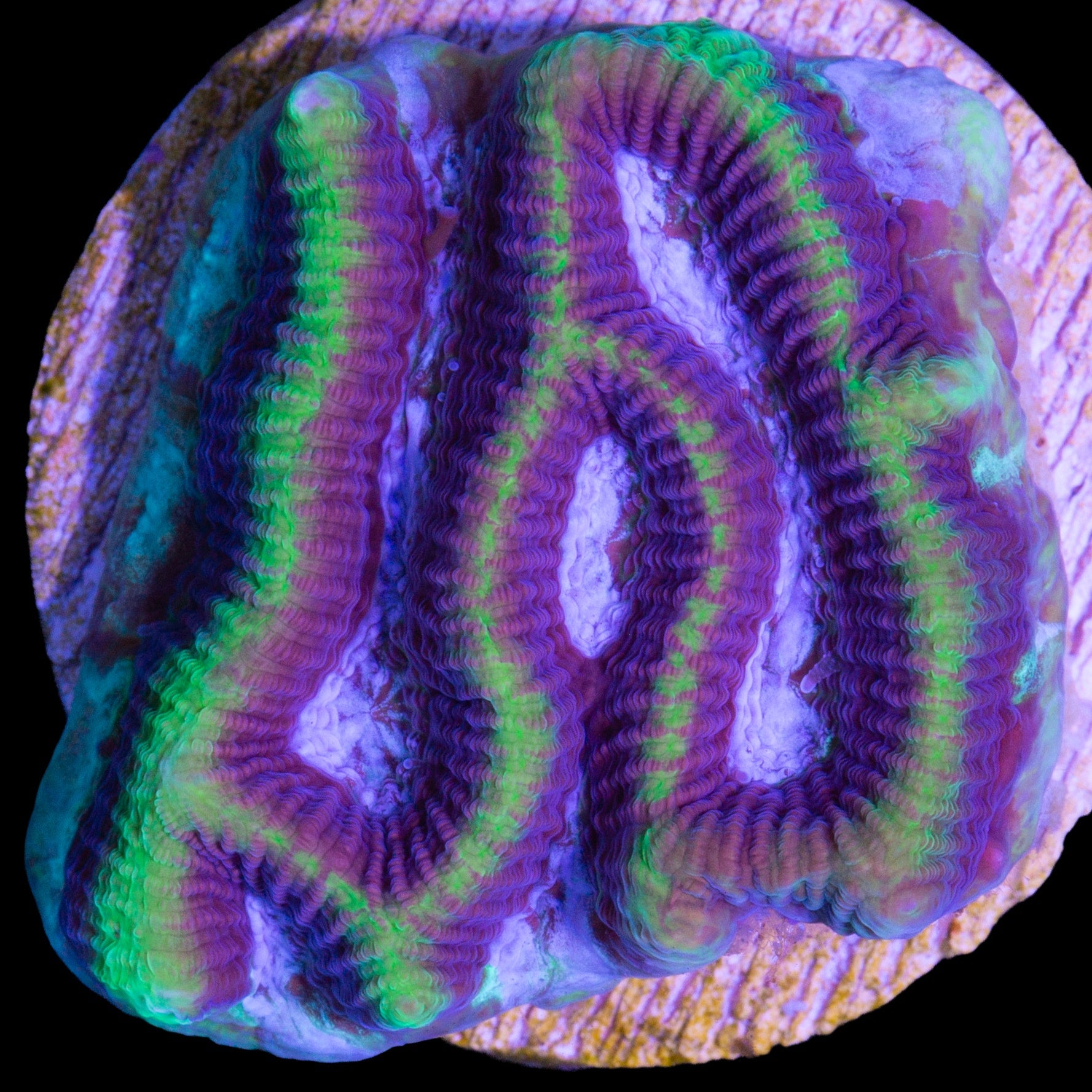 Vivid's Dragon Soul Platygyra Coral