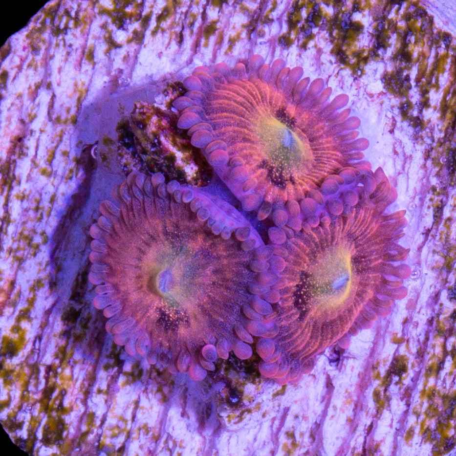 Vivid's Halle Berry Zoanthids