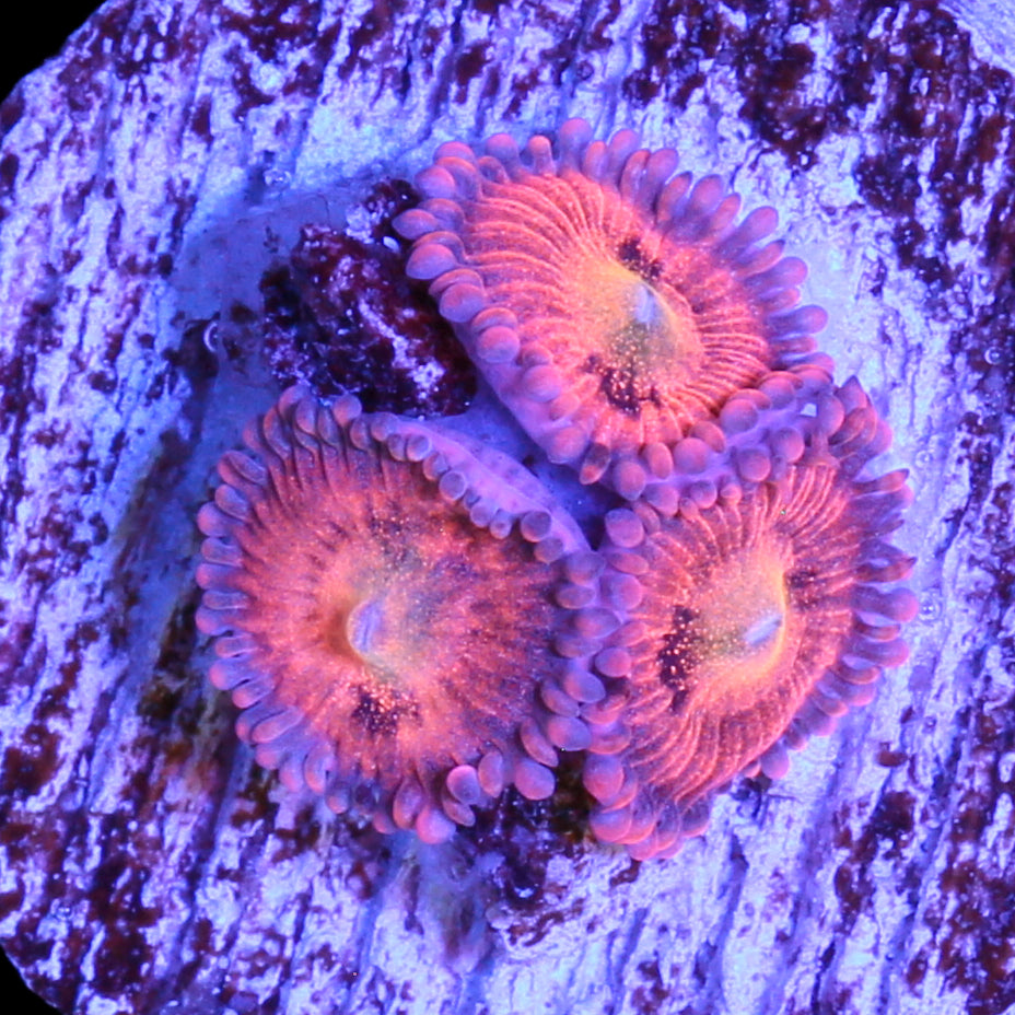Vivid's Halle Berry Zoanthids