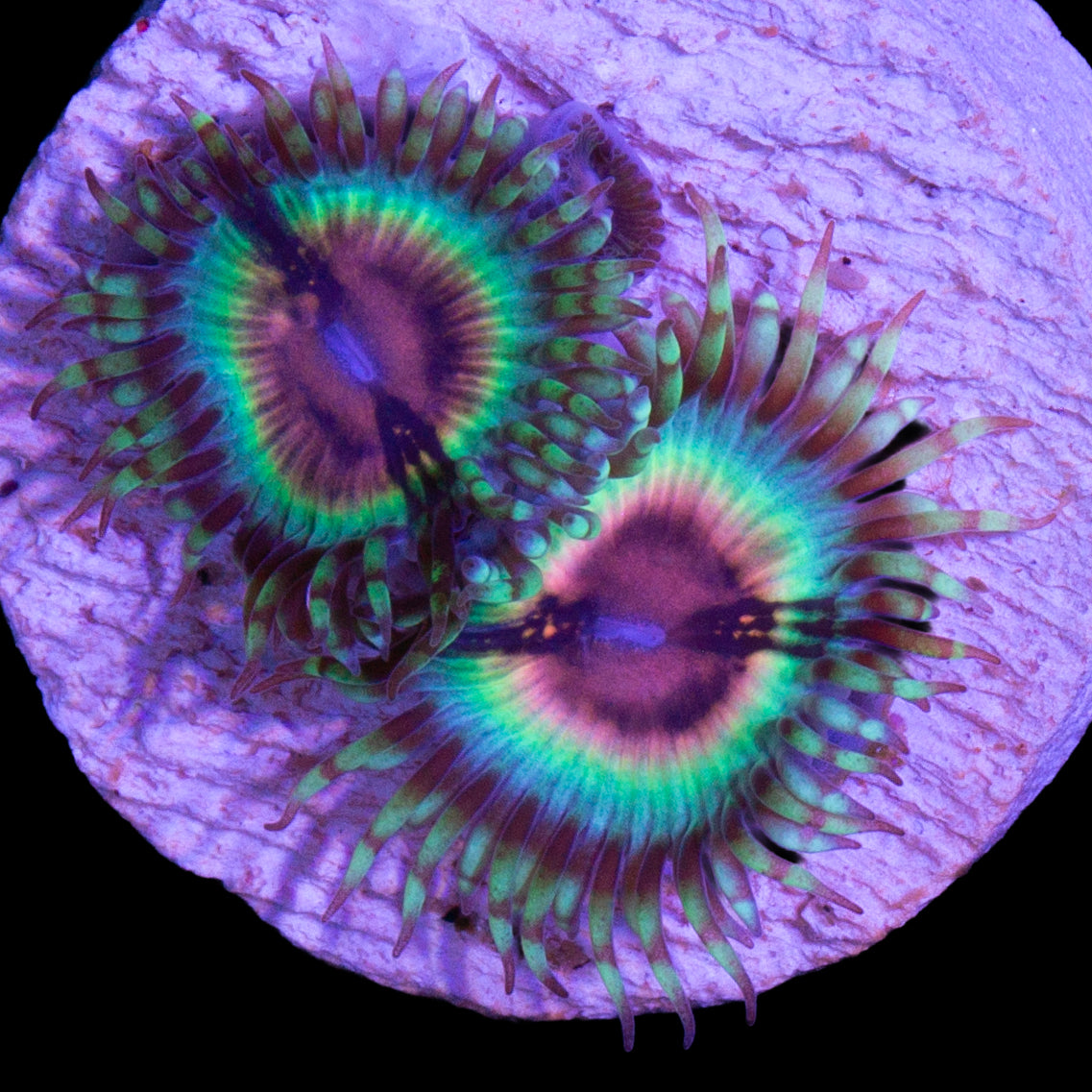 Vivid's Bloodshot Zoanthids