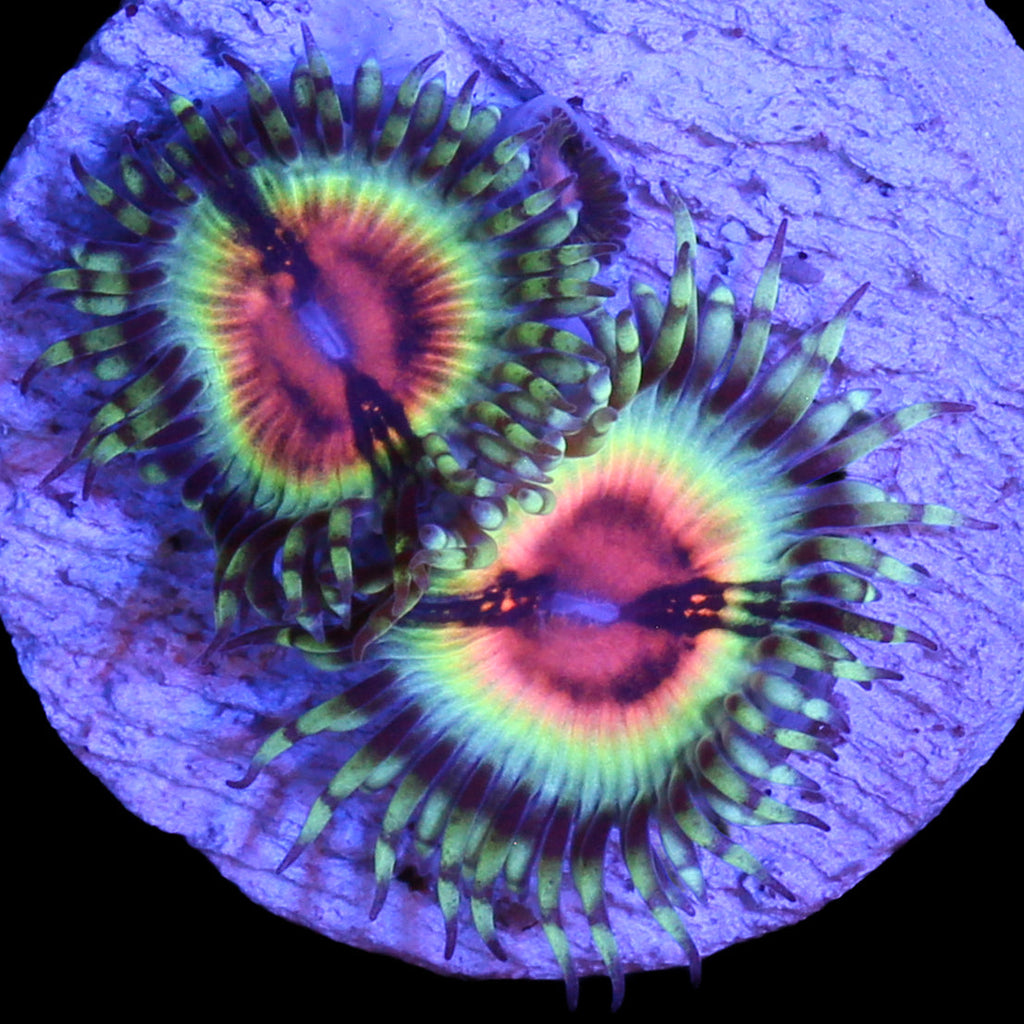 Vivid's Bloodshot Zoanthids