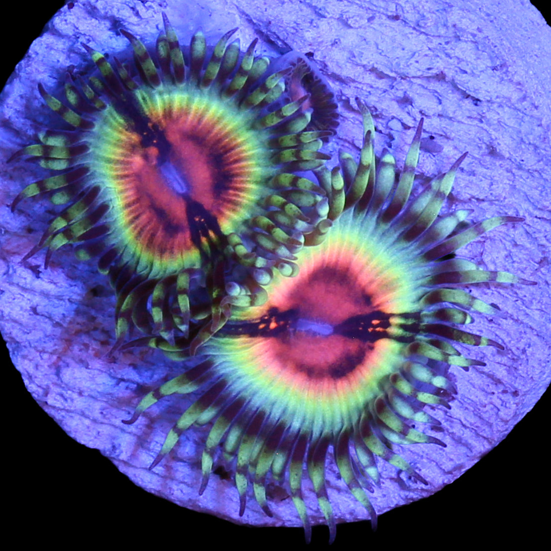 Vivid's Bloodshot Zoanthids
