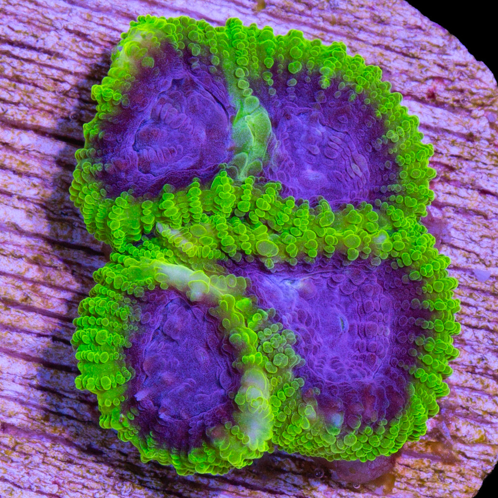 Raptors Peace Favia Coral