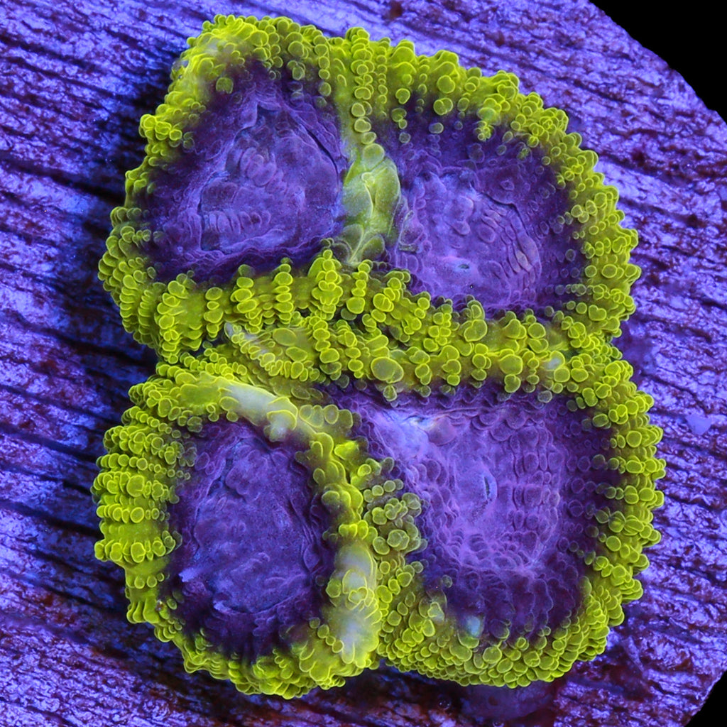 Raptors Peace Favia Coral