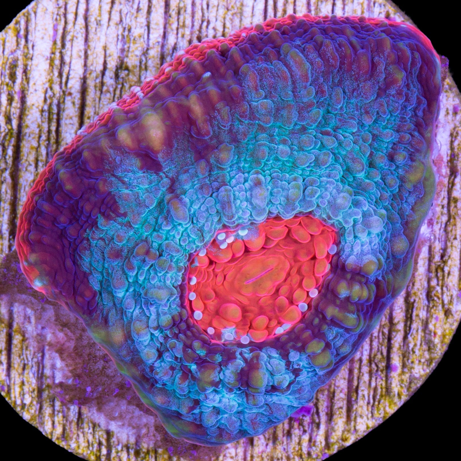 Red Gecko Echinophyllia Coral