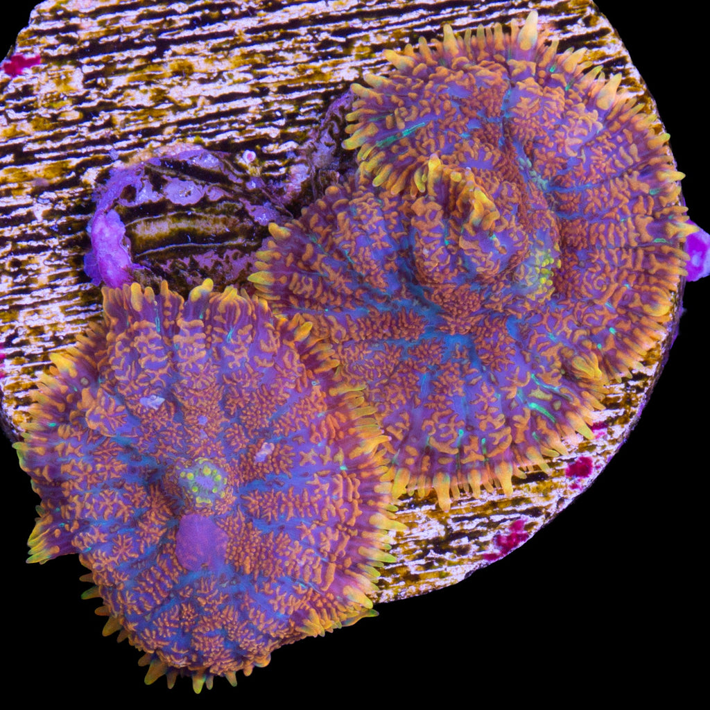 Superman Bullseye Mushrooms