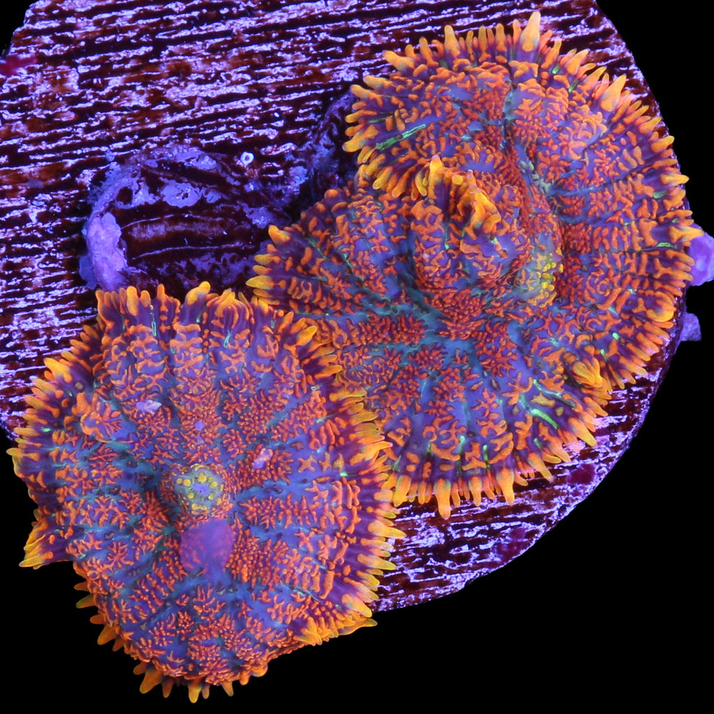 Superman Bullseye Mushrooms