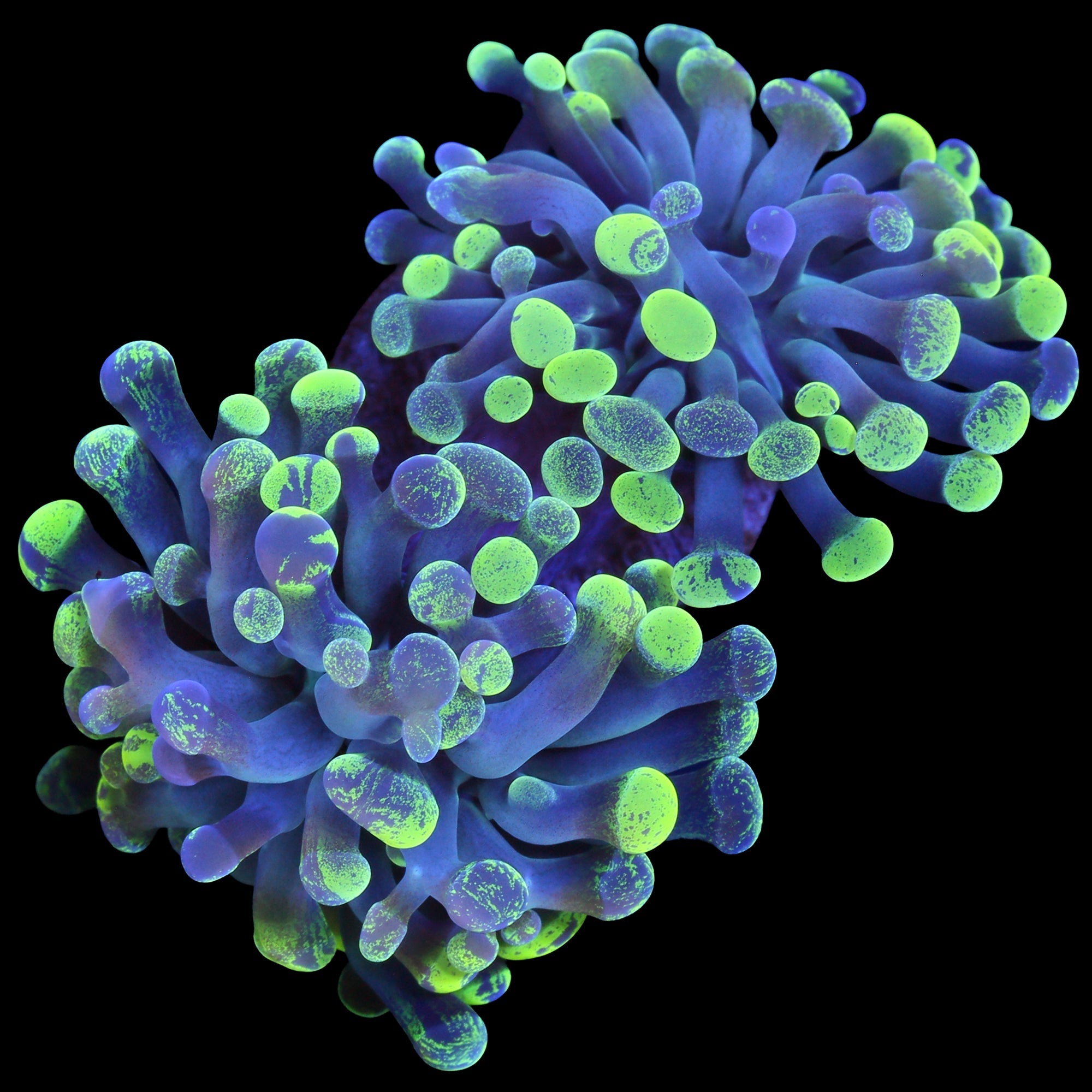 Marbled Branching Hammer Coral