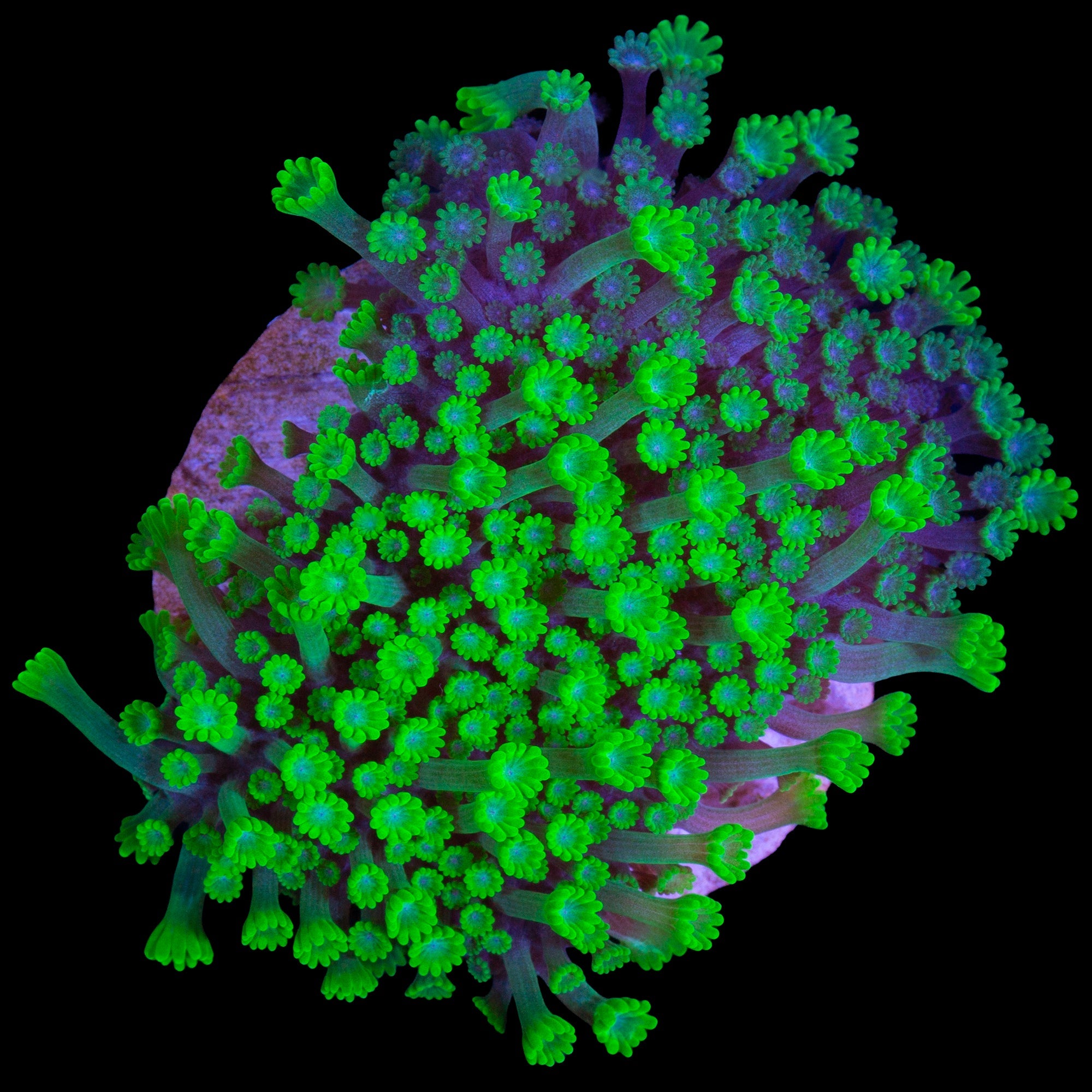 Toxic Bernardpora Coral