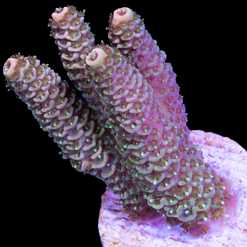 Sunrise Millepora Acropora Coral