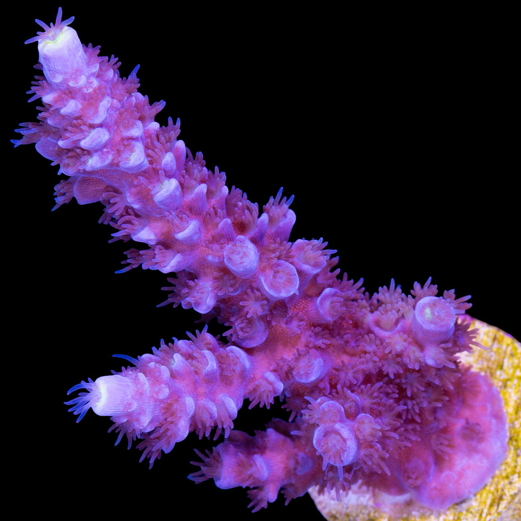 Super Fuzz Tenuis Acropora Coral