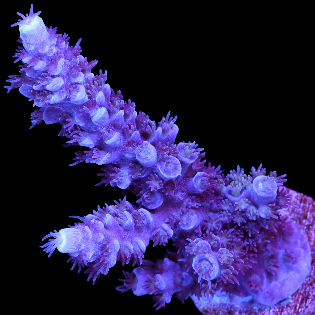 Super Fuzz Tenuis Acropora Coral
