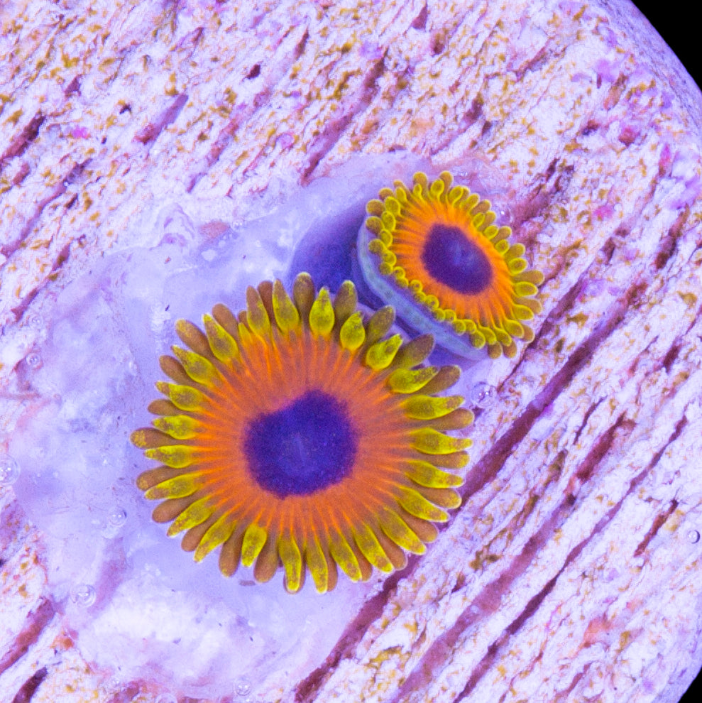 Vivid's Great Owl Zoanthids