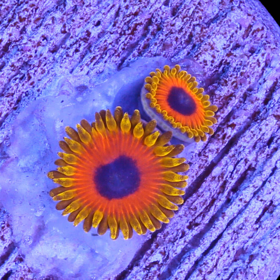 Vivid's Great Owl Zoanthids