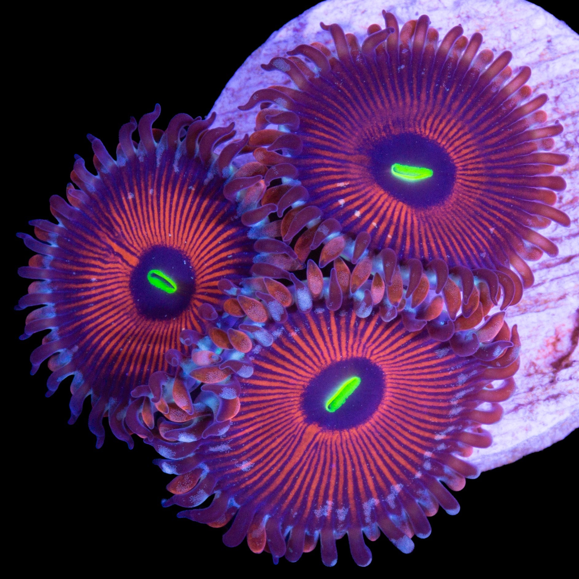 Vivid's Agave Zoanthids