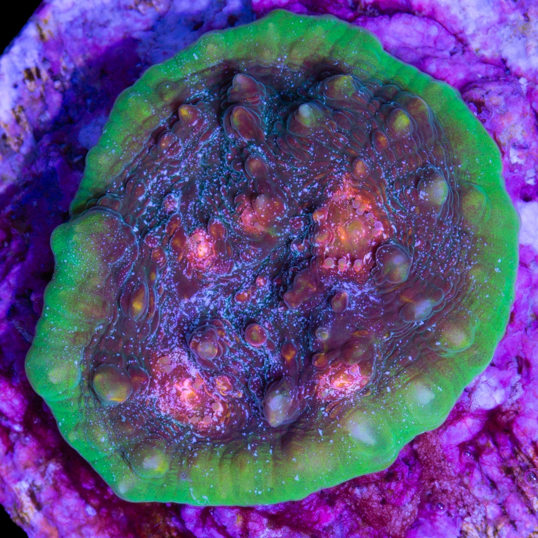 Vivid's Cosmos Echinophyllia Coral