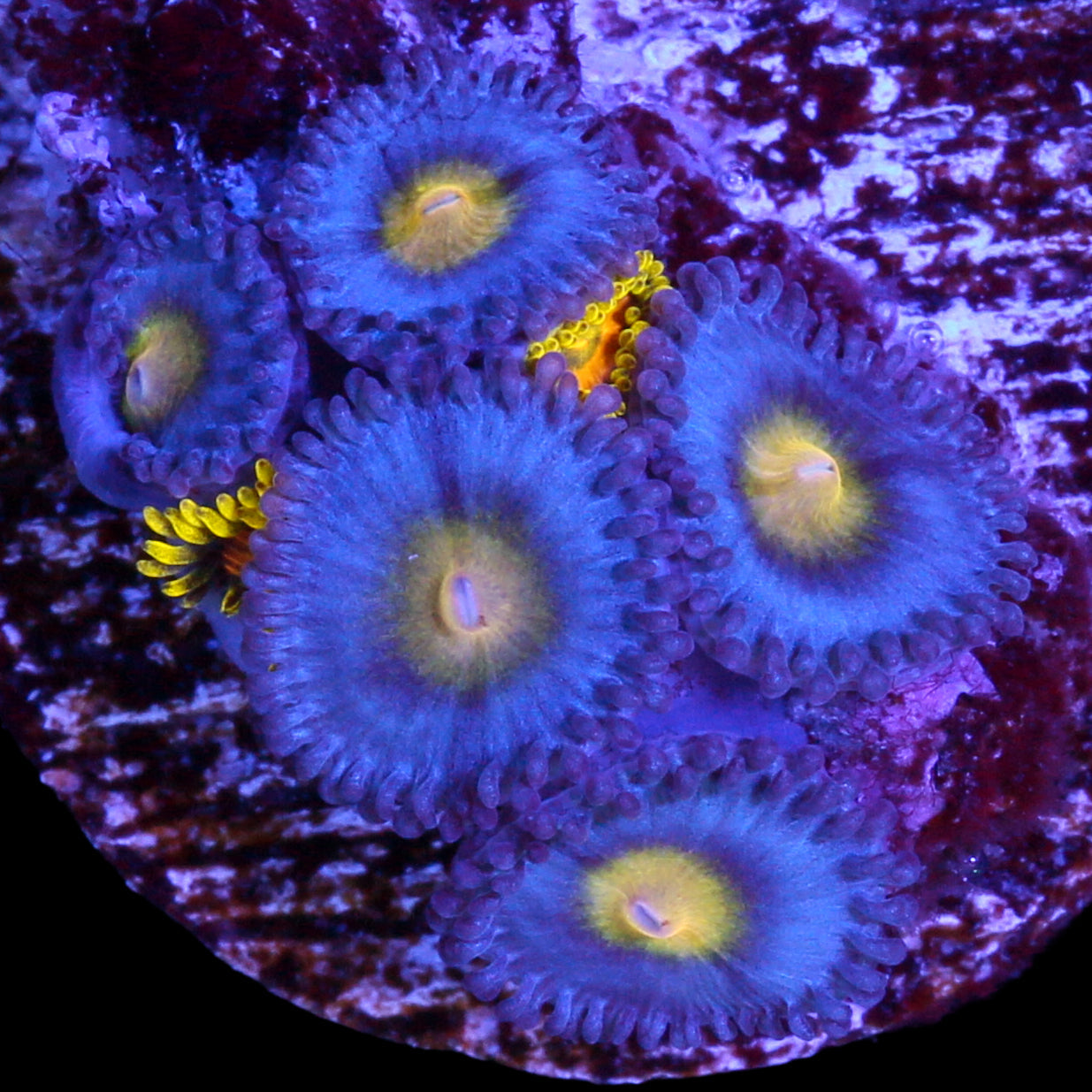 Vivid's AOI Zoanthids