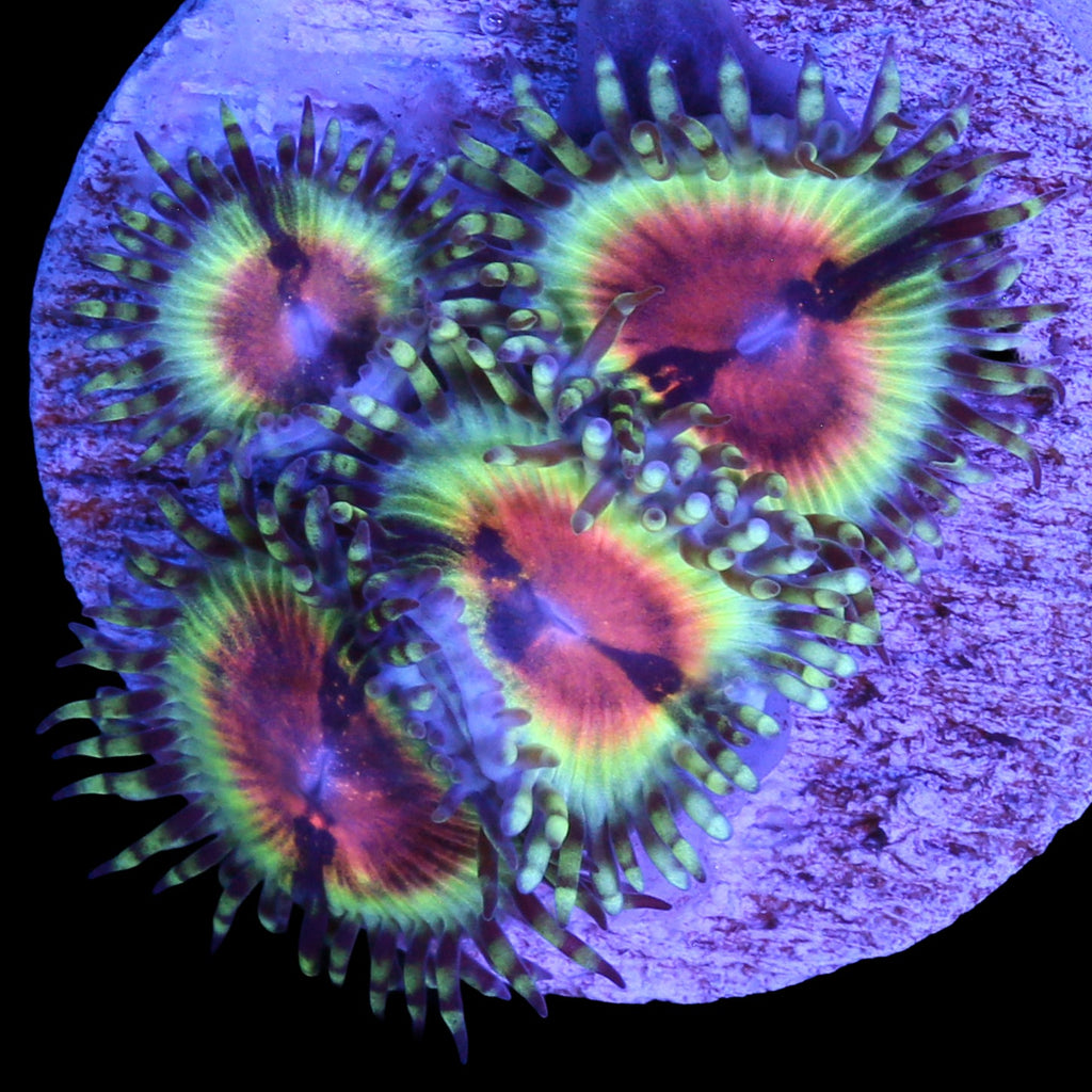 Vivid's Bloodshot Zoanthids