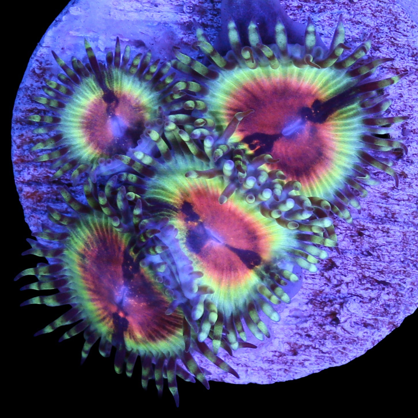 Vivid's Bloodshot Zoanthids