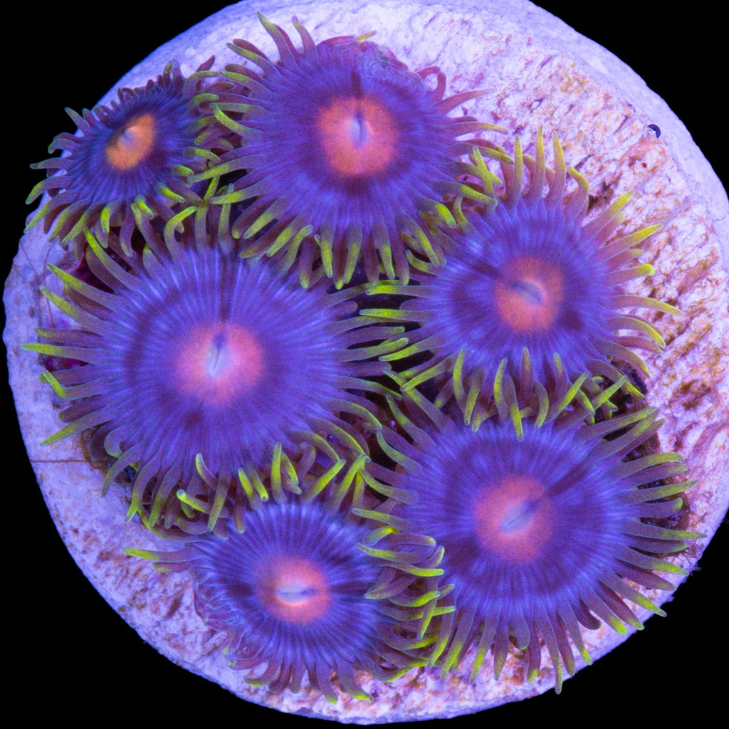 Vivid's Kentucky Blue Grass Zoanthids
