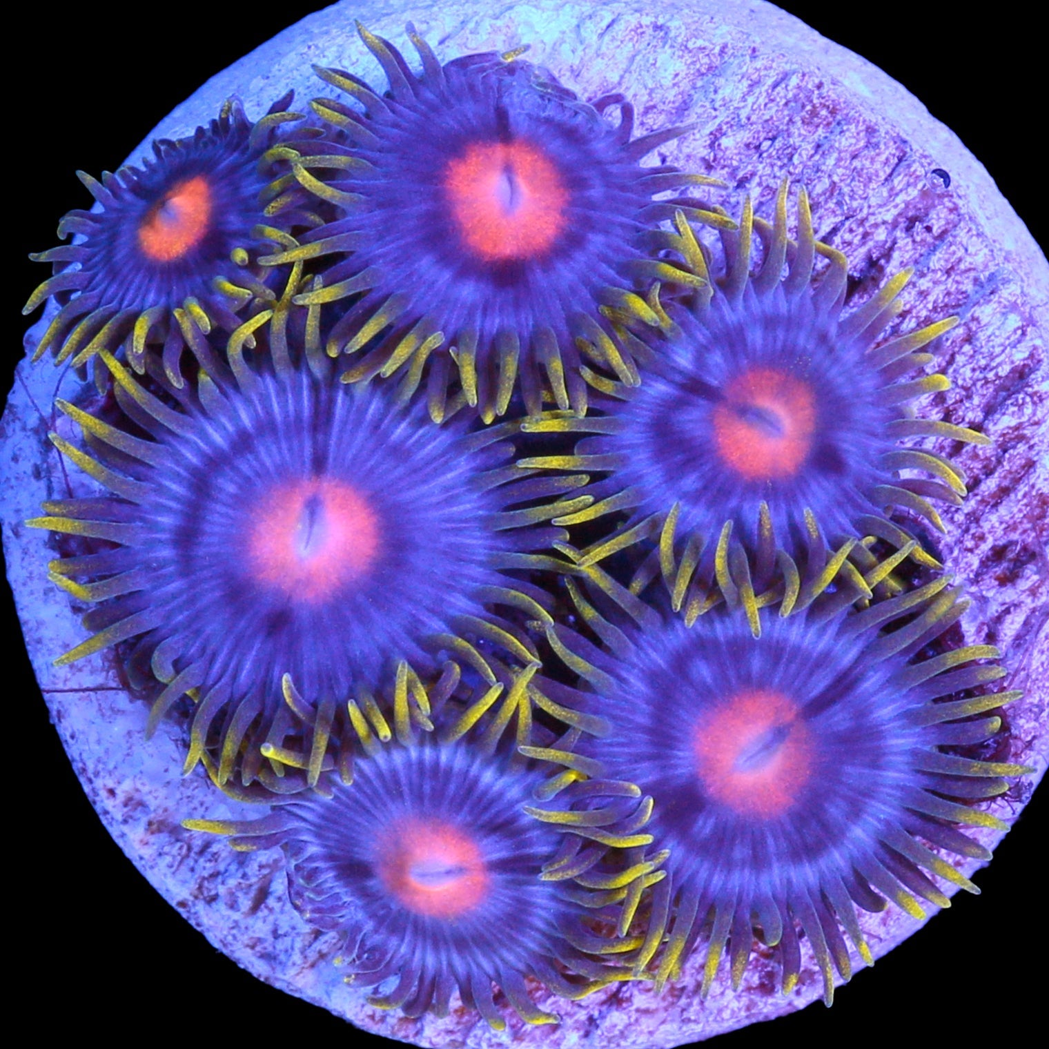 Vivid's Kentucky Blue Grass Zoanthids