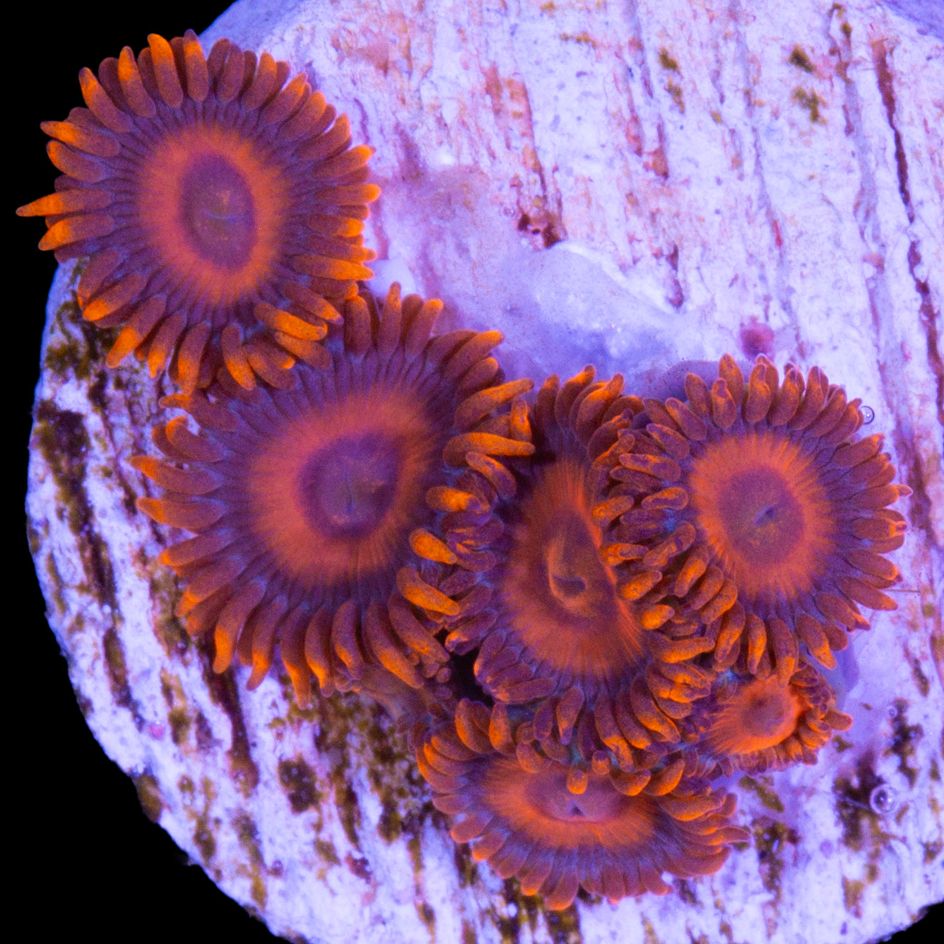 Vivid's Orange Oxide Zoanthids