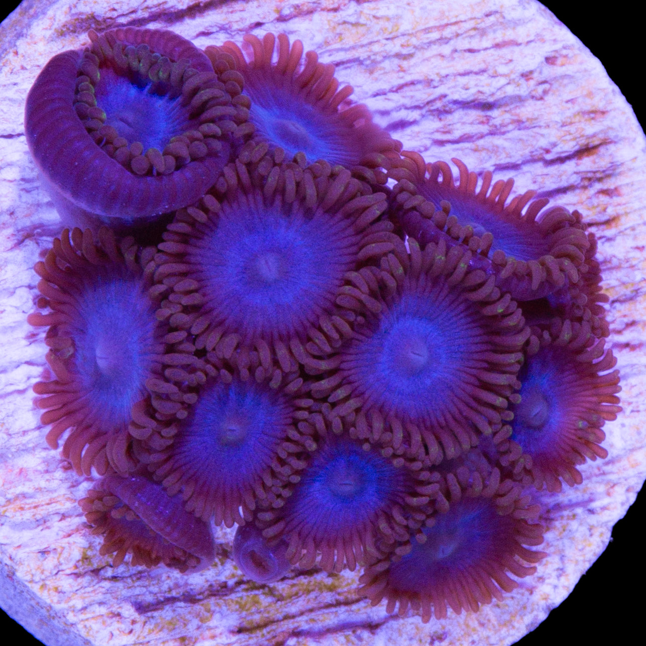 Vivid's Tubbs Blue Zoanthids