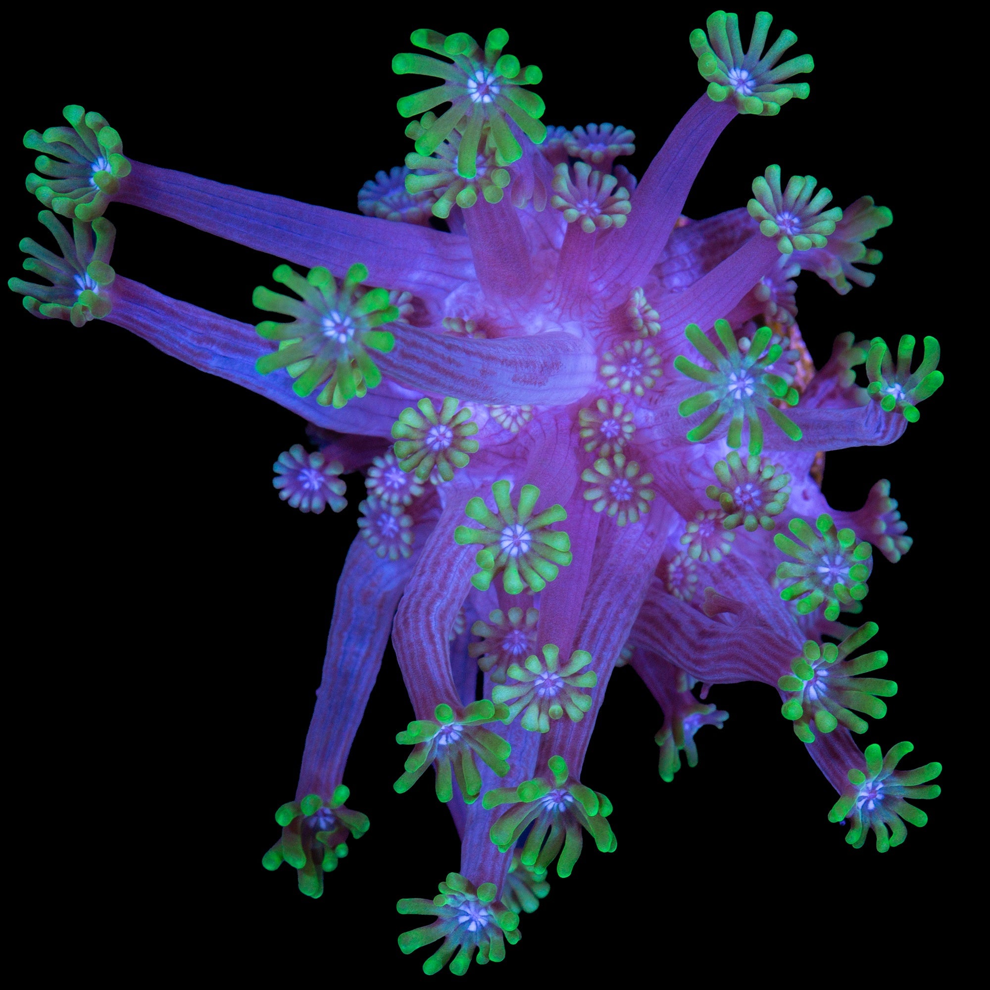 Vivid's Blue Eye Alveopora Coral