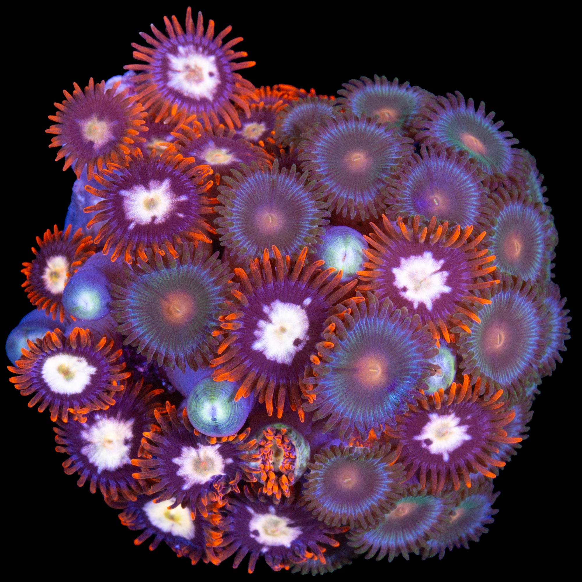 Vivid's Starfish Combo Zoanthids