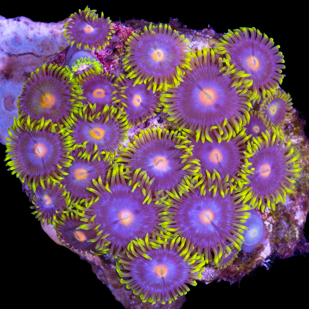 Vivid's Kentucky Blue Grass Zoathids