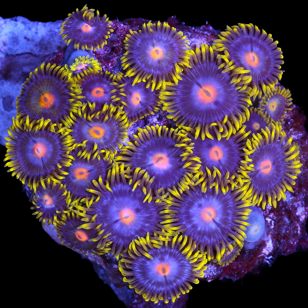 Vivid's Kentucky Blue Grass Zoathids