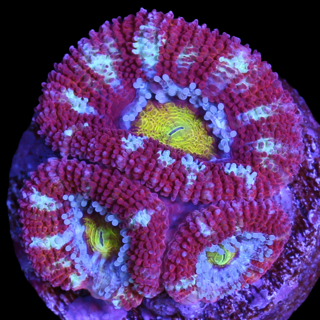 Golden Eye Acan Coral