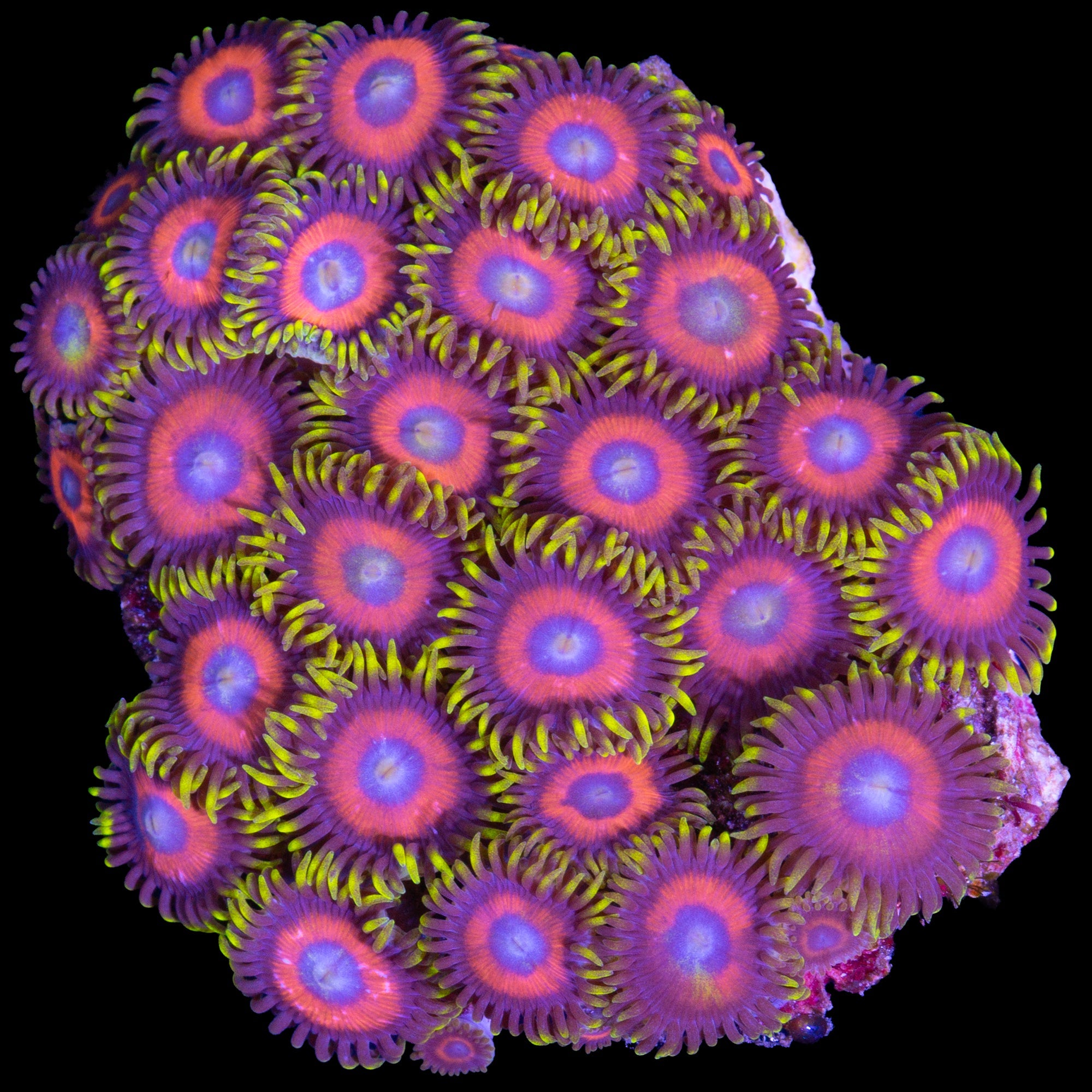Vivid's Eagle Eye Zoanthids