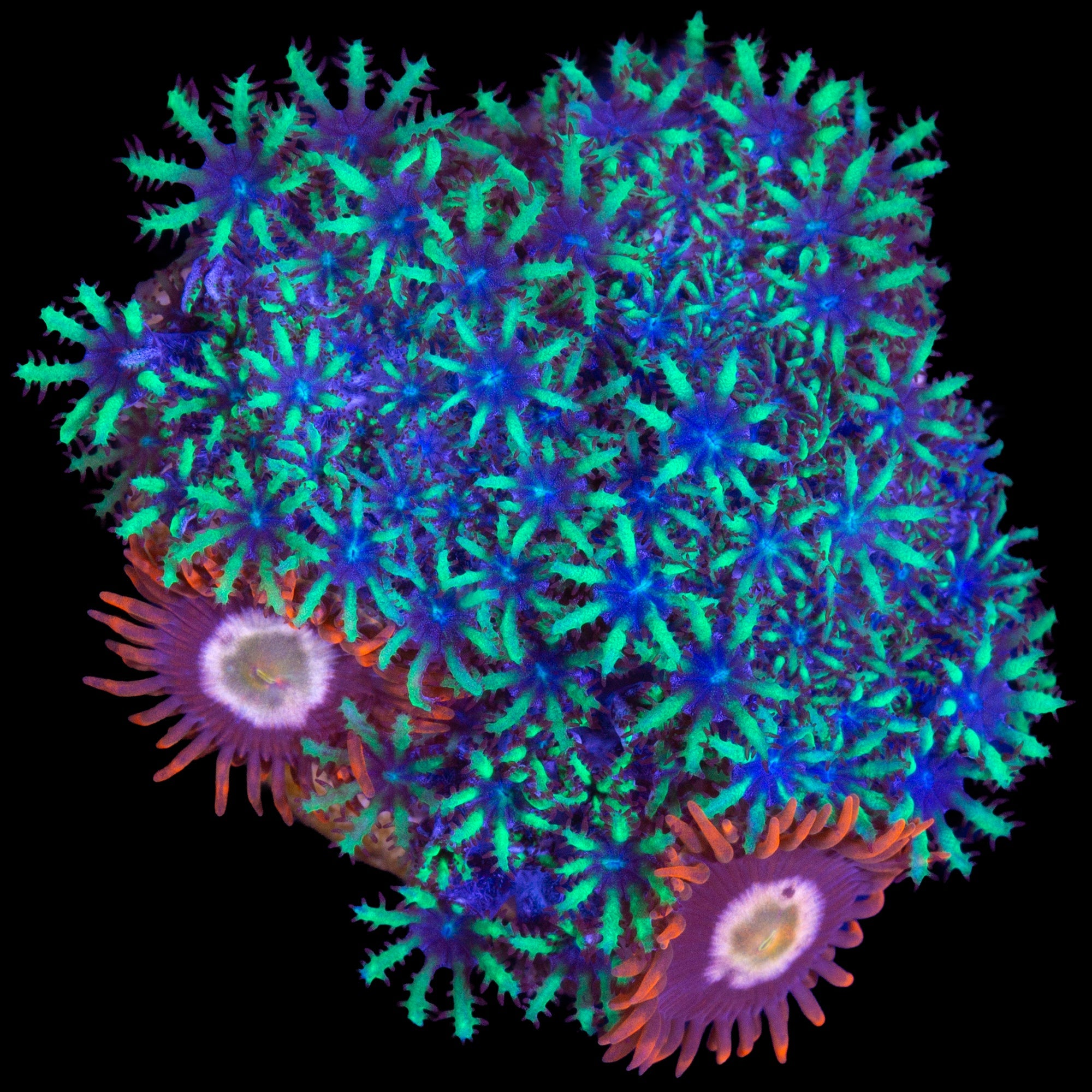 Vivid's Starfire and Atomic Sympodium Combo