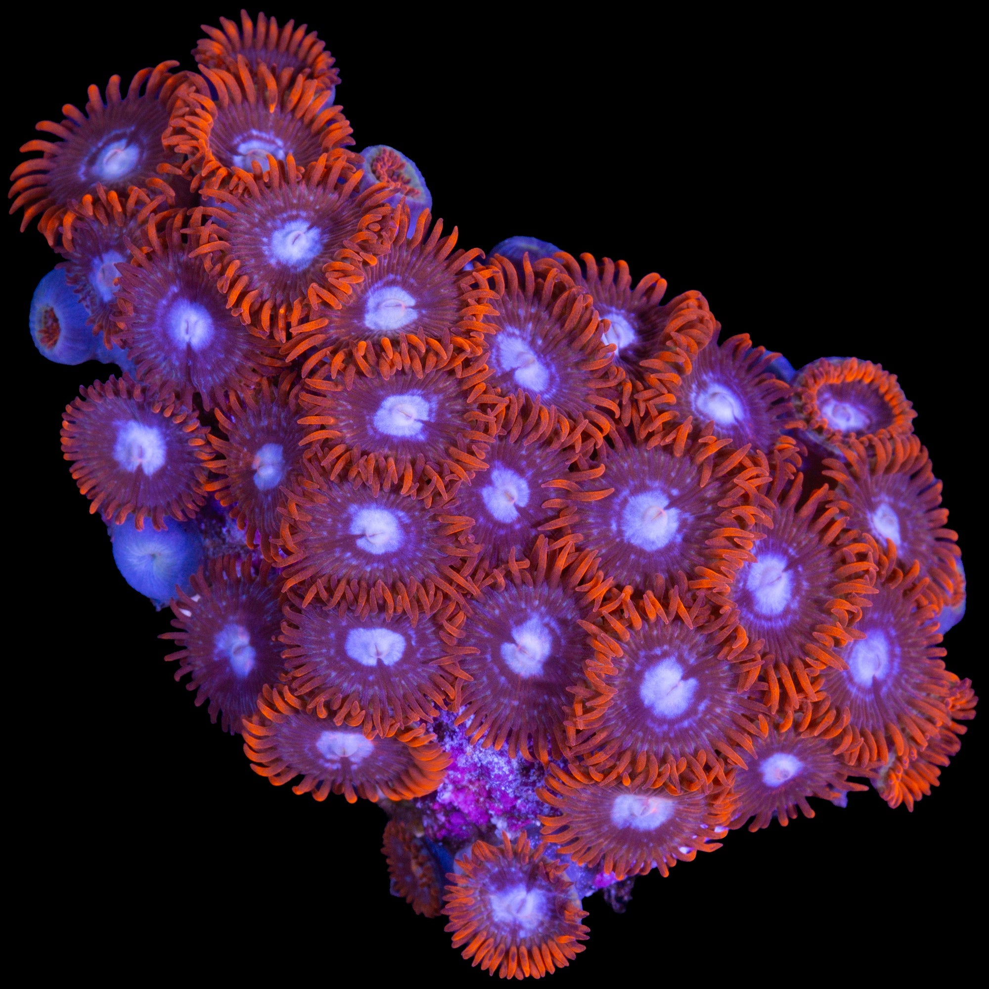 Vivid's Fire & Ice Zoanthids