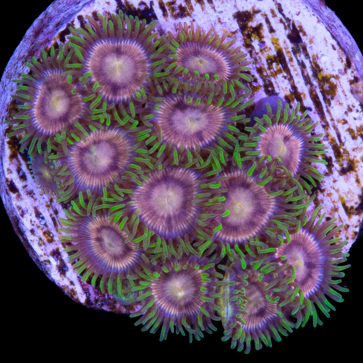 Vivid's Purple Panther Zoanthids