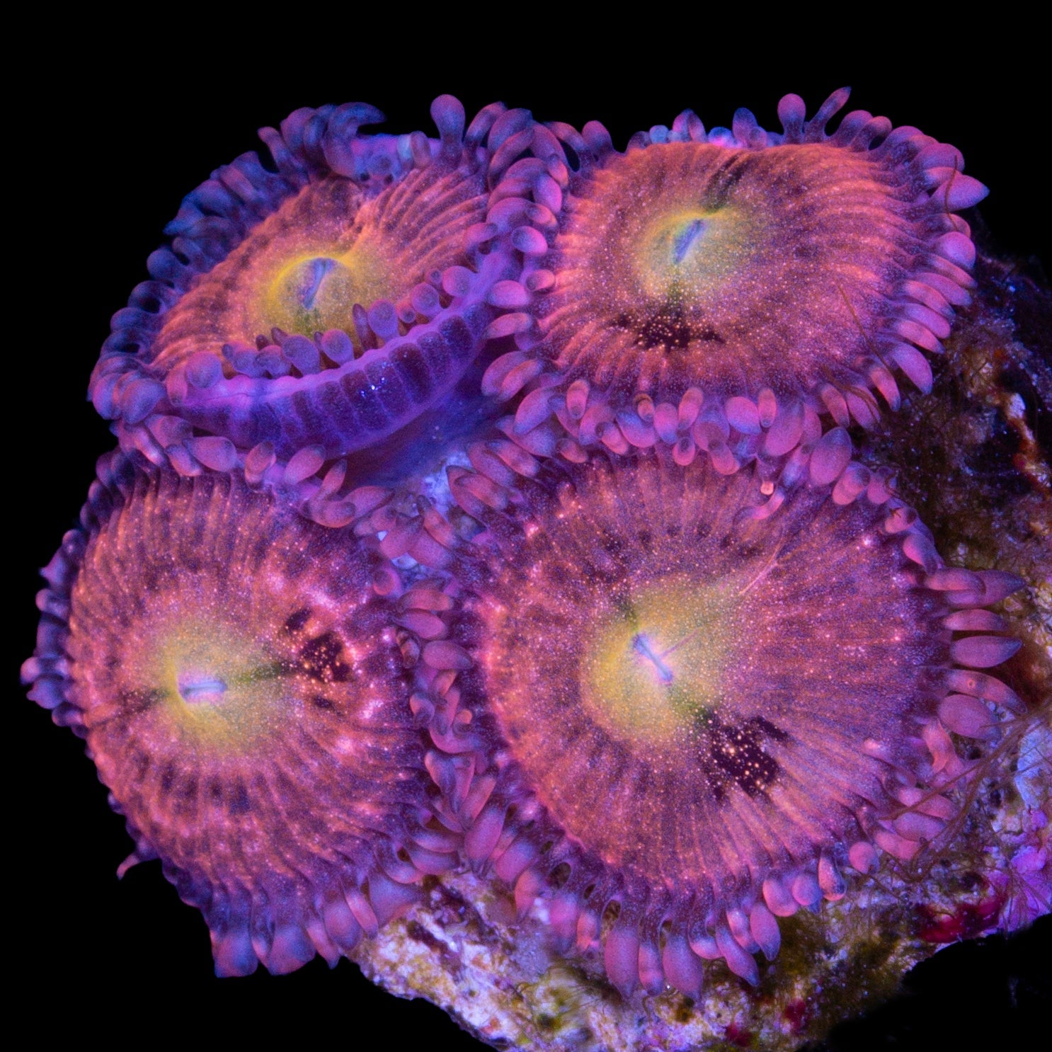 Vivid's Halle Berry Zoanthids
