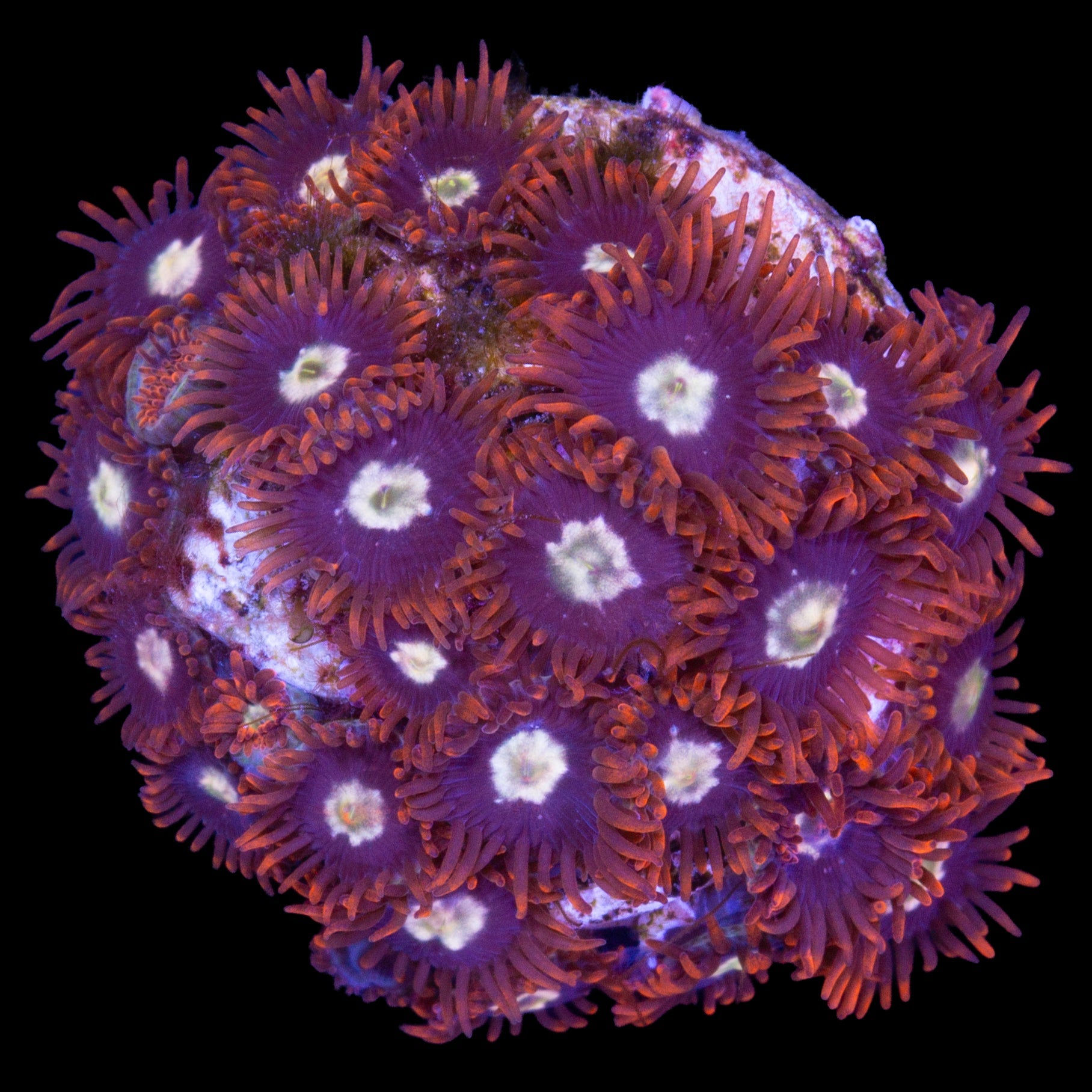 Vivid's Starfire Zoanthids
