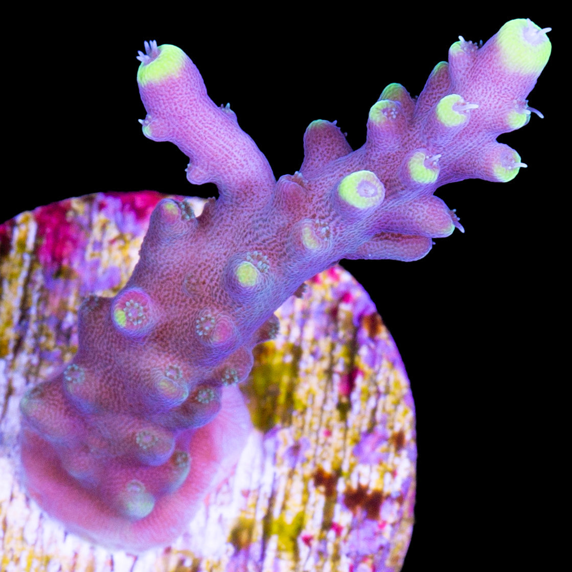 RR Firecracker Acropora Coral