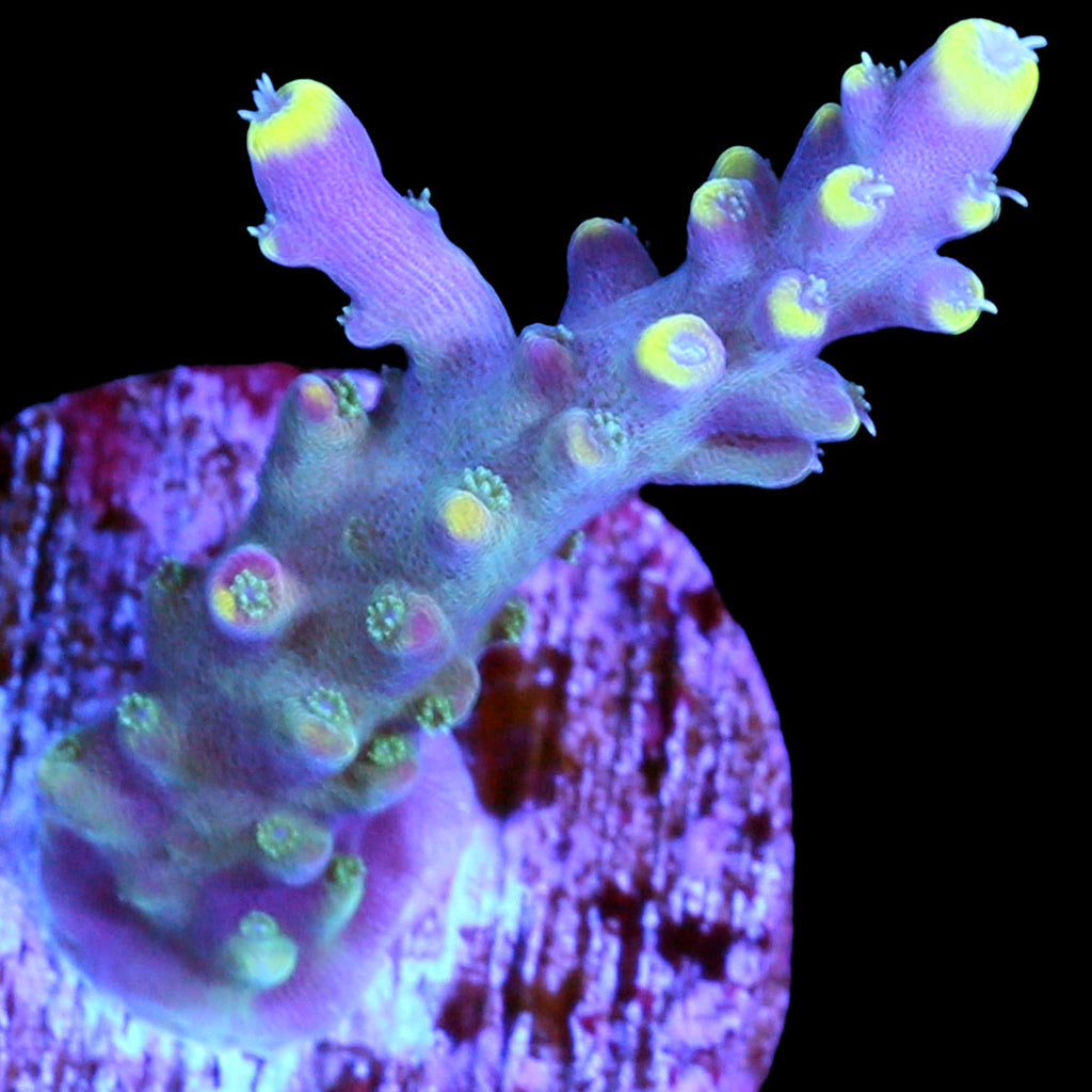 RR Firecracker Acropora Coral