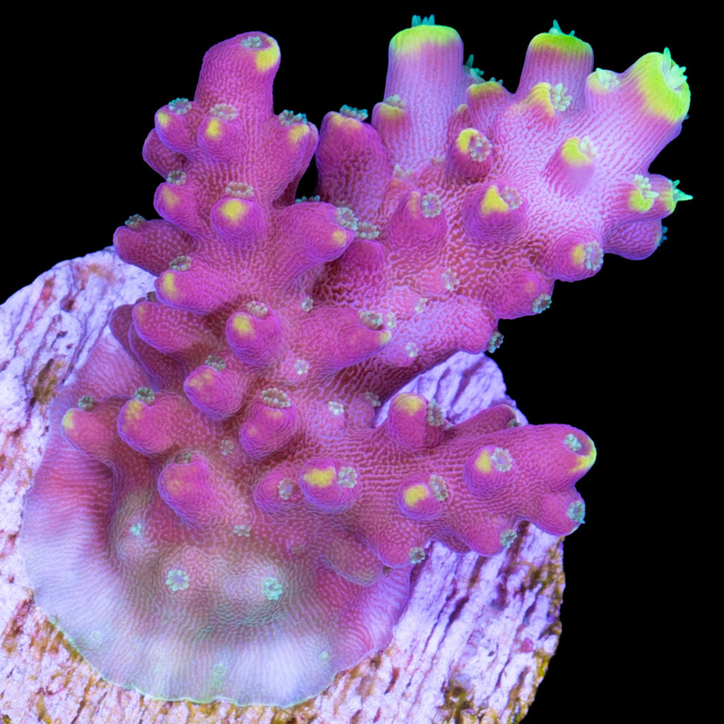 RR Firecracker Acropora Coral