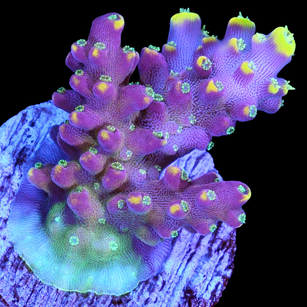 RR Firecracker Acropora Coral
