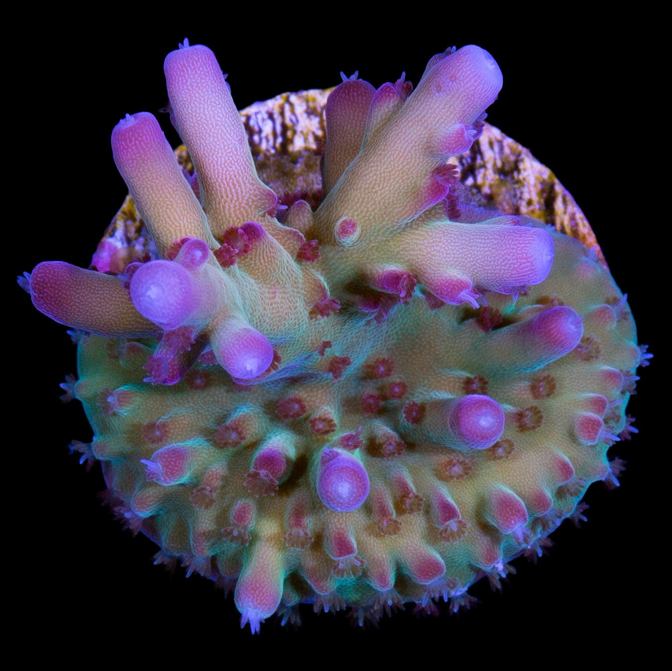 RRC OG Avenger Acropora Coral