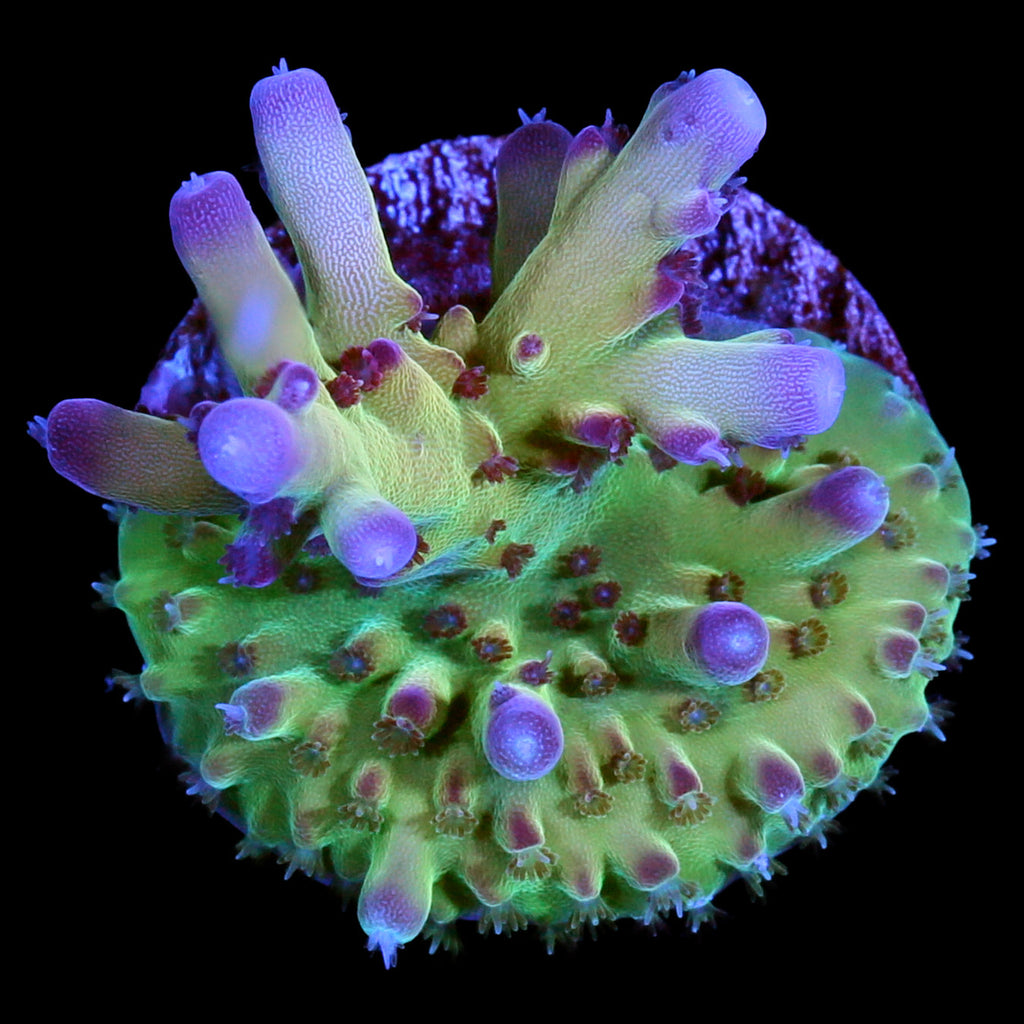 RRC OG Avenger Acropora Coral