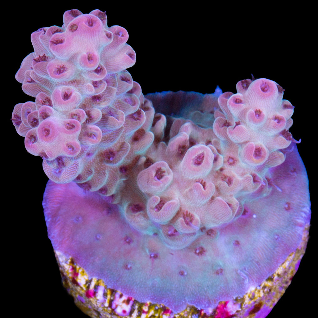 Rose Gold Acropora Coral