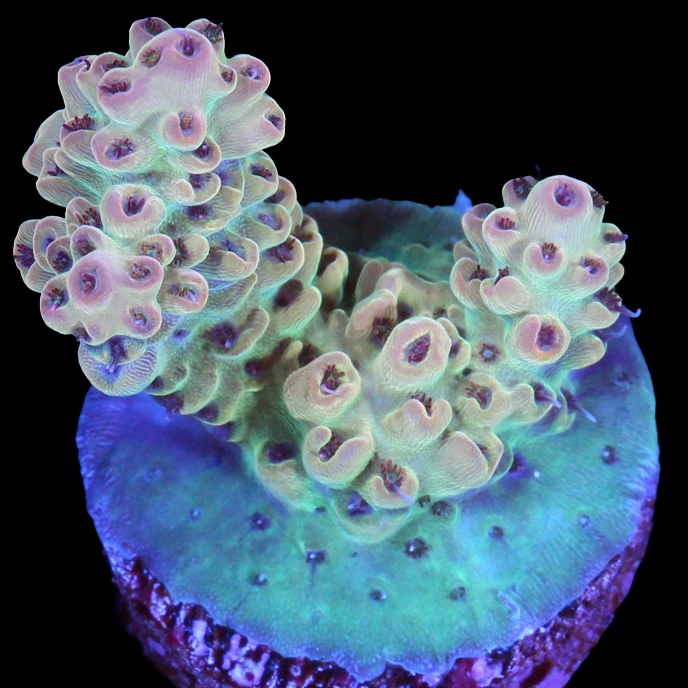 Rose Gold Acropora Coral