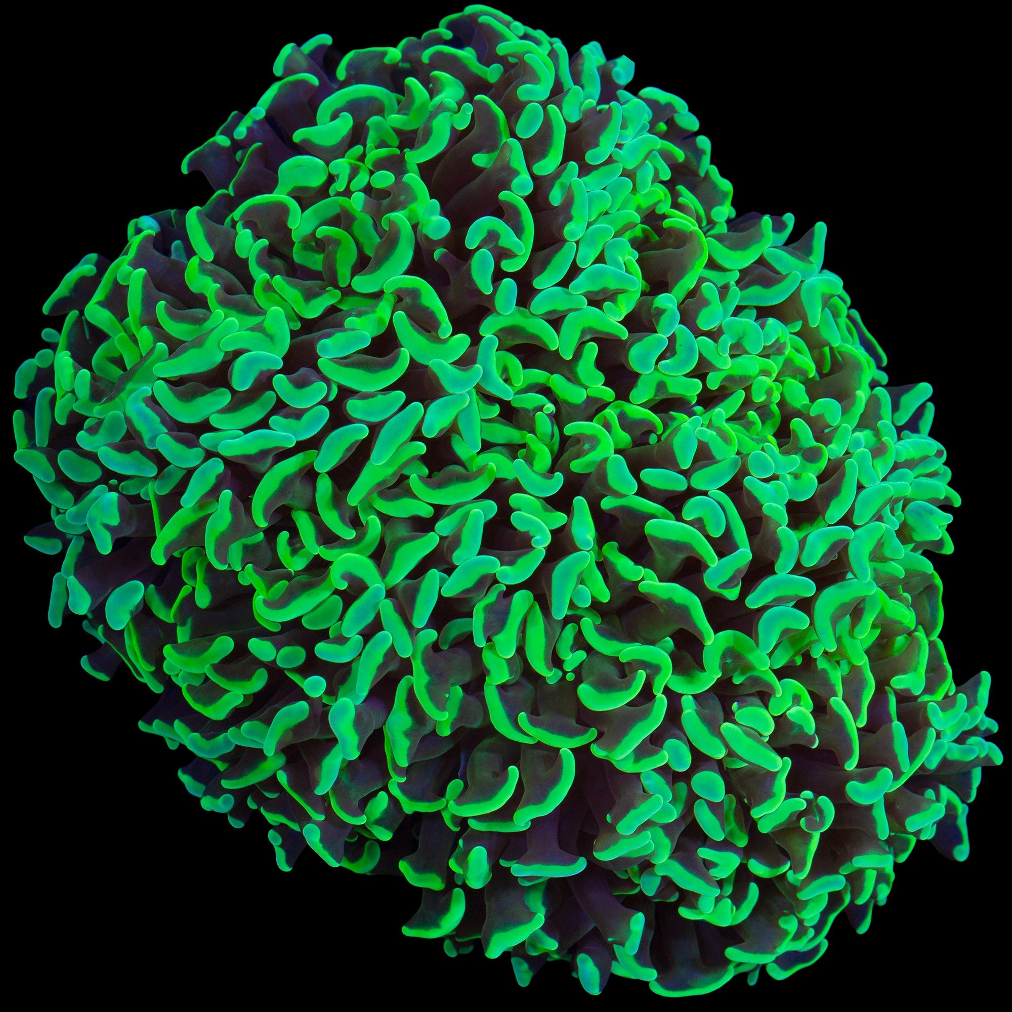 XL Metallic Green Wall Hammer Coral Colony