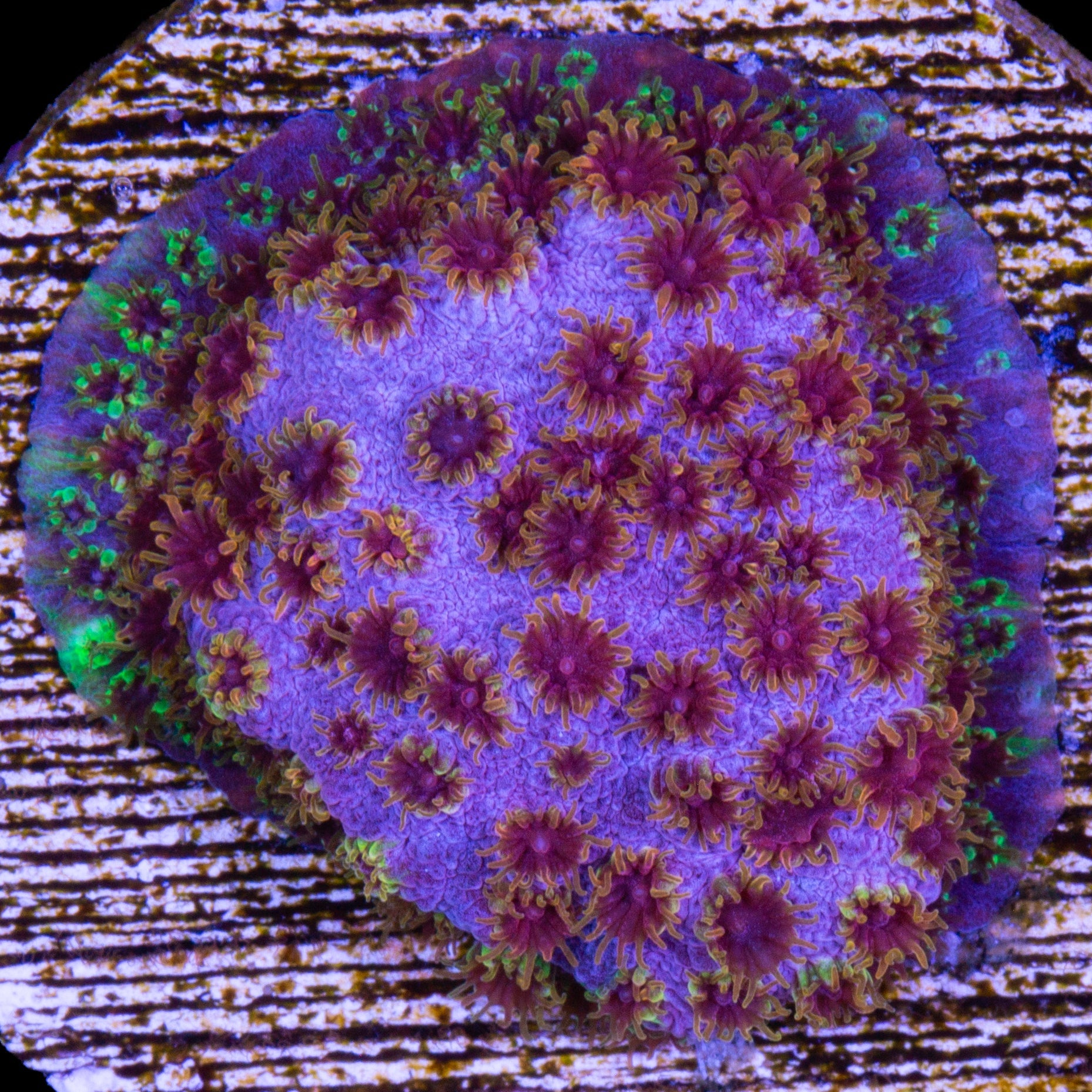 WWC Four Color Cyphastrea Coral