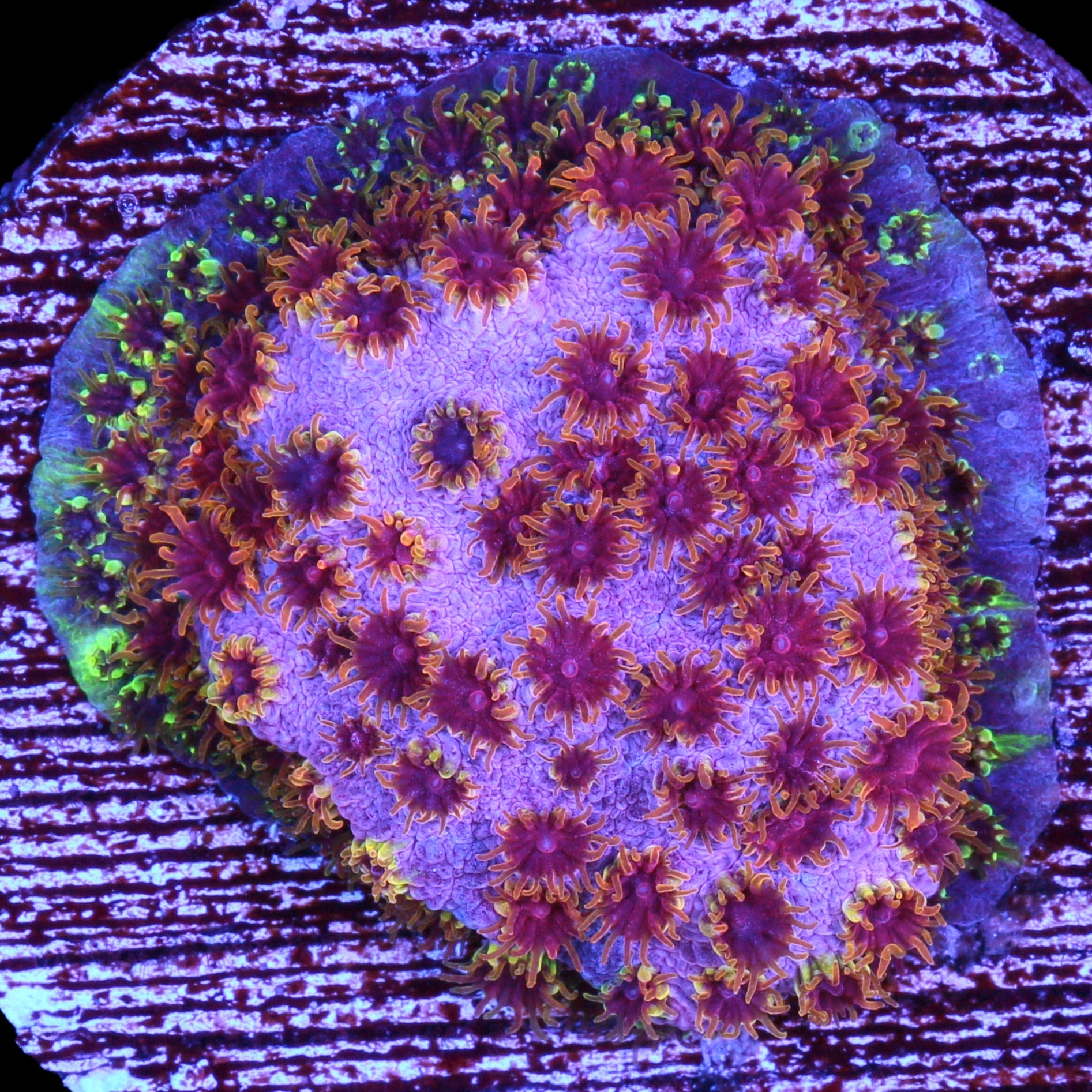 WWC Four Color Cyphastrea Coral